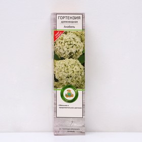 {{photo.Alt || photo.Description || 'Гортензия древовидная "Анабель" 1 шт, туба, Весна 2025'}}