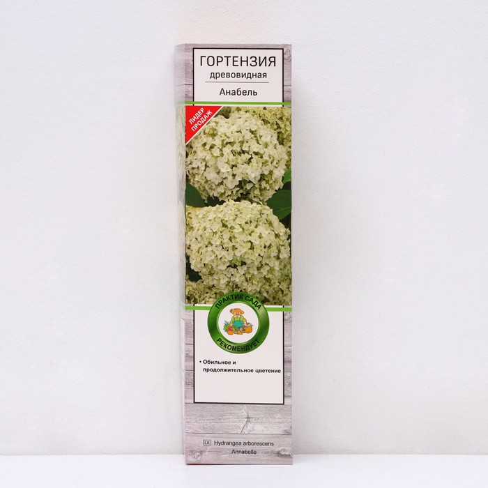 Гортензия древовидная 