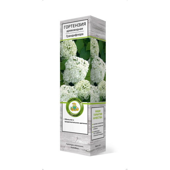 Гортензия древовидная «Грандифлора» саженец, цветущий, 1 шт., туба - Фото 1