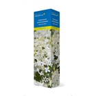 Гортензия метельчатая (Серия Северный Сад) "Брасселз Лэйс" 1 шт, туба, Весна 2025 - Фото 1