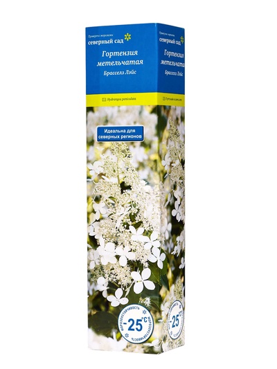Гортензия метельчатая (Серия Северный Сад) "Брасселз Лэйс" 1 шт, туба, Весна 2025