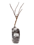 Гортензия метельчатая (Серия Северный Сад) "Брасселз Лэйс" 1 шт, туба, Весна 2025 - Фото 4