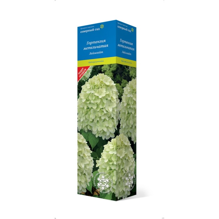 Гортензия метельчатая (Серия Северный Сад) "Лаймлайт" 1 шт, туба, Весна 2025 - Фото 1