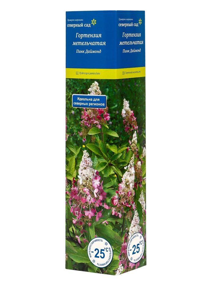 Гортензия метельчатая (Серия Северный Сад) «Пинк Даймонд», саженец декоративный, цветущий, 1 шт., туба - Фото 1