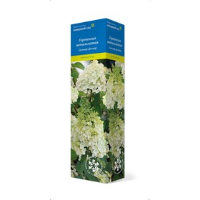 {{photo.Alt || photo.Description || 'Гортензия метельчатая  "Сильвер Доллар", туба, 1 шт, Весна 2024'}}