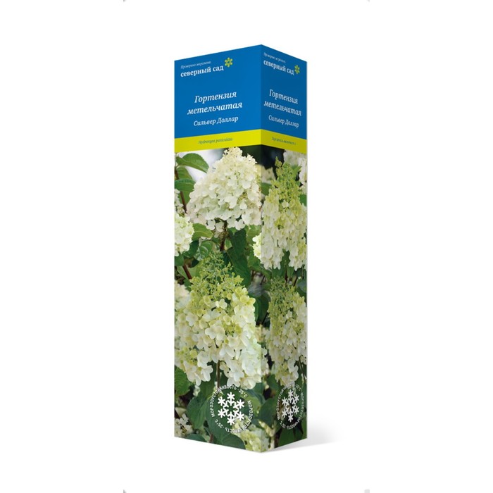 Гортензия метельчатая  