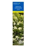 Гортензия метельчатая (Серия Северный Сад) «Тардива», саженец декоративный, цветущий, 1 шт., туба - фото 41437202