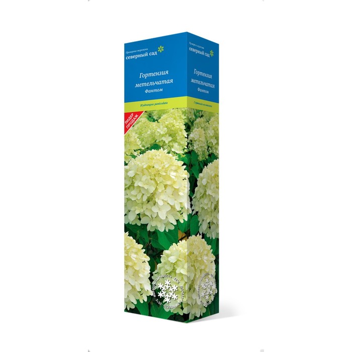 Гортензия метельчатая (Серия Северный Сад) «Фантом» 1 шт., туба, Весна 2025 - Фото 1
