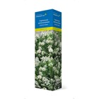 Гортензия метельчатая (Серия Северный Сад) "Энджелс Блаш" 1 шт, туба, Весна 2025 - Фото 1