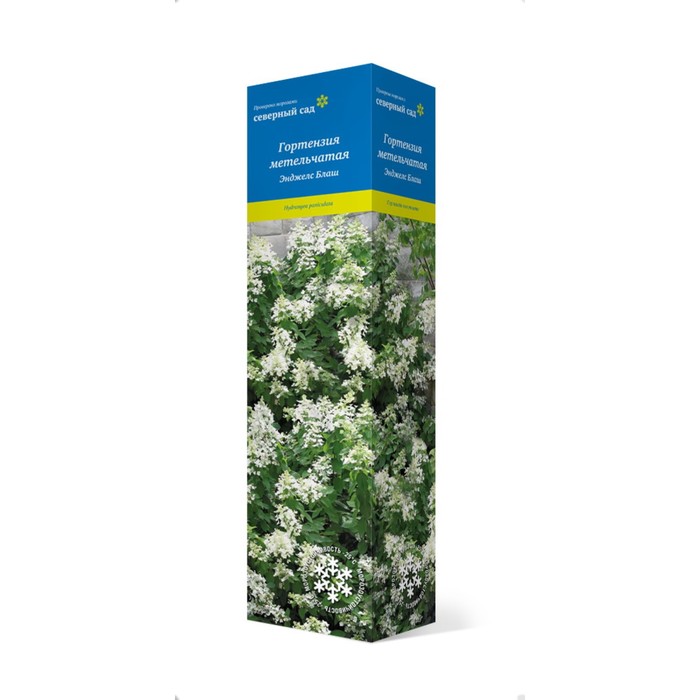 Гортензия метельчатая (Серия Северный Сад) "Энджелс Блаш" 1 шт, туба, Весна 2025 - Фото 1