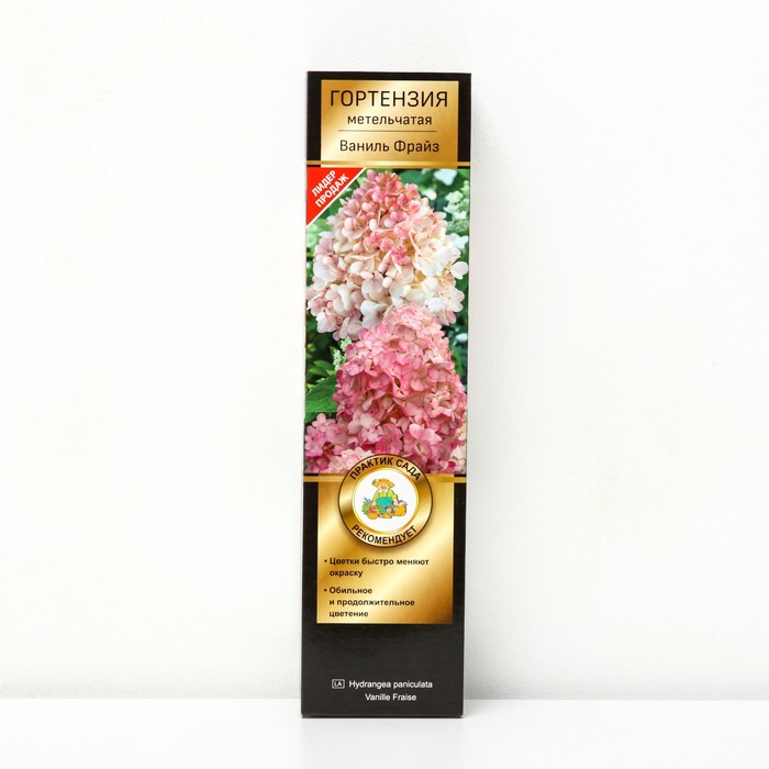 Гортензия метельчатая Люкс «Ваниль Фрайз» , саженец декоративный, цветущий, 1 шт., туба - Фото 1