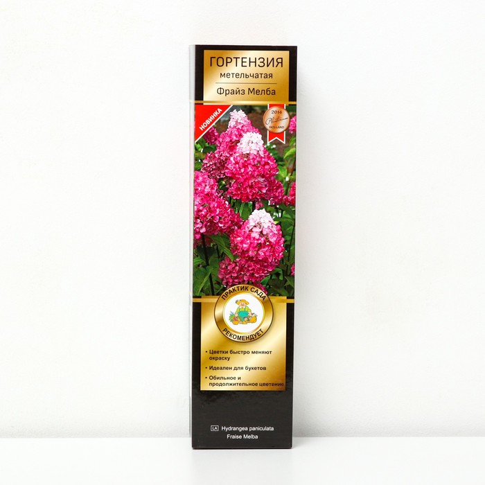 Гортензия метельчатая Люкс «Фрайз Мелба» саженец декоративный, цветущий, 1 шт., туба - Фото 1