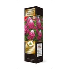 Гортензия метельчатая Люкс «Фрайз Мелба» саженец декоративный, цветущий, 1 шт., туба - Фото 3