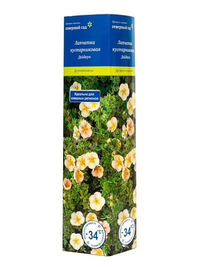 Лапчатка кустарниковая (Серия Северный сад) «Дейдаун» 1 шт., туба