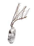 Лапчатка кустарниковая (Серия Северный сад) «Дейдаун» 1 шт., туба - Фото 4