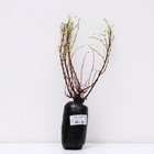 Лапчатка кустарниковая (Серия Северный сад) "Манго Танго" 1 шт, туба, Весна 2024 - Фото 3