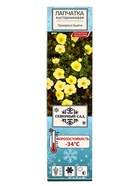 Лапчатка кустарниковая (Серия Северный сад) "Примроуз Бъюти" 1 шт, туба, Весна 2025 - Фото 2