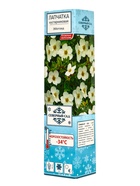 Лапчатка кустарниковая (Серия Северный сад) «Эбботсвуд» саженец, декоративный, цветущий, 1 шт., туба - Фото 1