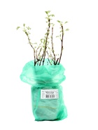 Лапчатка кустарниковая (Серия Северный сад) «Эбботсвуд» саженец, декоративный, цветущий, 1 шт., туба - Фото 4