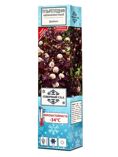 Пузыреплодник калинолистный (Серия Северный сад) «Диаболо» 1 шт., туба