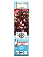 Пузыреплодник калинолистный (Серия Северный сад) "Диаболо" 1 шт, туба, Лето 2025 - фото 41437212