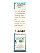 Пузыреплодник калинолистный (Серия Северный сад) "Диаболо" 1 шт, туба, Лето 2025 - фото 41437213