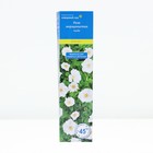 Саженец Роза морщинистая "Альба", туба, 1 шт, Весна 2025 - Фото 1