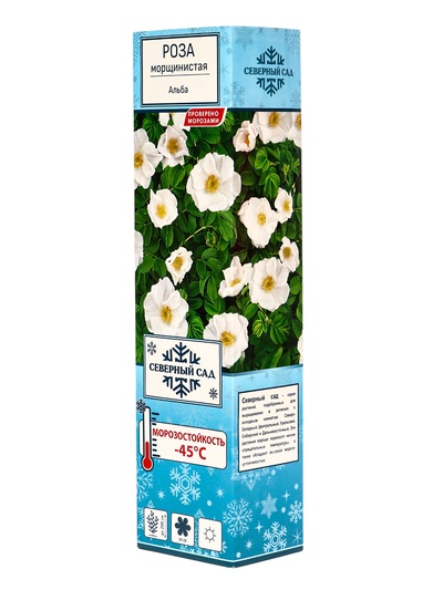 Саженец Роза морщинистая "Альба", туба, 1 шт, Весна 2025