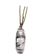 Саженец Роза морщинистая "Альба", туба, 1 шт, Весна 2025 - Фото 4