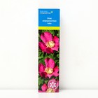 Роза морщинистая (Серия Северный сад) "Рубра" 1 шт, туба, Весна 2025 - Фото 1