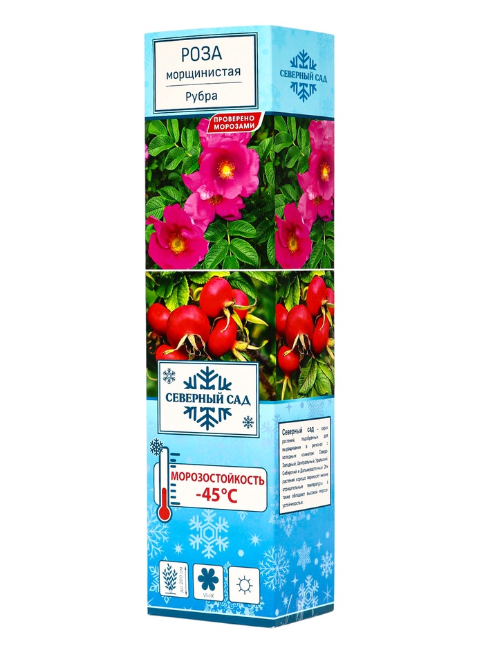 Роза морщинистая (Серия Северный сад) "Рубра" 1 шт, туба, Весна 2025 - Фото 1