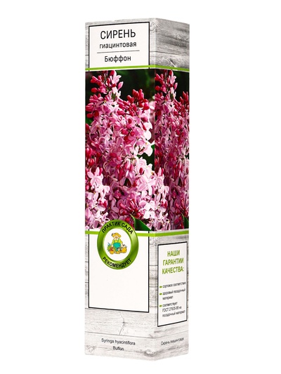 Сирень гиацинтовая "Бюффон" 1 шт, туба, Весна 2025