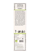 Сирень гиацинтовая "Бюффон" 1 шт, туба, Весна 2025 - Фото 3