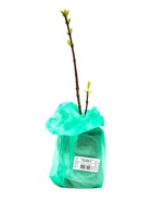 Сирень гиацинтовая "Бюффон" 1 шт, туба, Весна 2025 - Фото 4