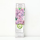 Сирень обыкновенная "Катерина Хавемейер" 1 шт, туба, Весна 2024 - Фото 1