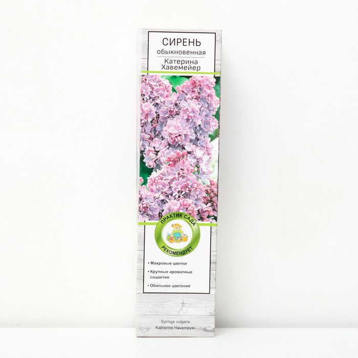Сирень обыкновенная "Катерина Хавемейер" 1 шт, туба, Весна 2024 - Фото 1