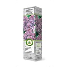 Сирень обыкновенная "Катерина Хавемейер" 1 шт, туба, Весна 2024 - Фото 3