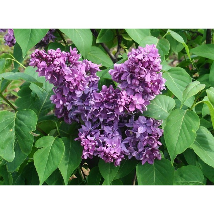 Сирень обыкновенная «Маршал Ланн» 1 шт., туба - Фото 1