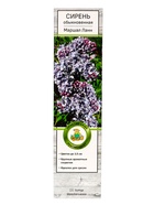 Сирень обыкновенная «Маршал Ланн» 1 шт., туба - Фото 2