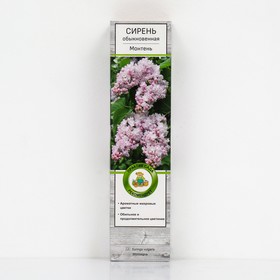 Сирень обыкновенная 