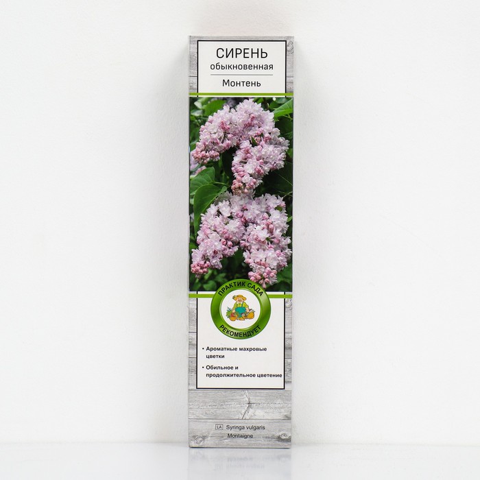 Сирень обыкновенная 