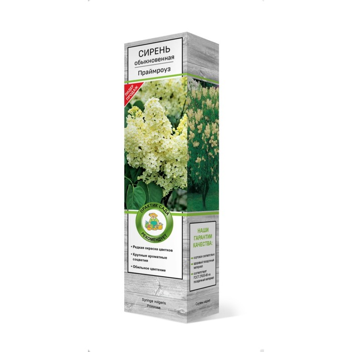 Сирень обыкновенная "Праймроуз" 1 шт, туба, Весна 2025 - Фото 1