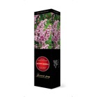 Сирень обыкновенная  "Жемчужина", туба, 1 шт, Весна 2024  (артикул 7862804)  большой выбор товаров оптом и в розницу по низким ценам с доставкой