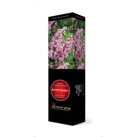 Сирень обыкновенная  