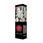 Сирень обыкновенная «Защитникам Бреста» саженец, декоративный, цветущий,1 шт., туба - Фото 1