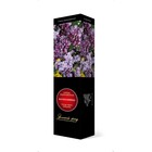 Сирень обыкновенная "Колхозница" 1 шт, туба, Весна 2023 7862814 - фото 8291390