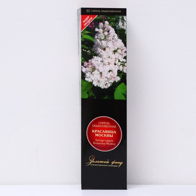 Сирень обыкновенная "Красавица Москвы" 1 шт, туба, Весна 2025