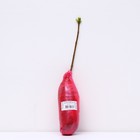 Сирень обыкновенная "Красавица Москвы" 1 шт, туба, Весна 2025 - Фото 3