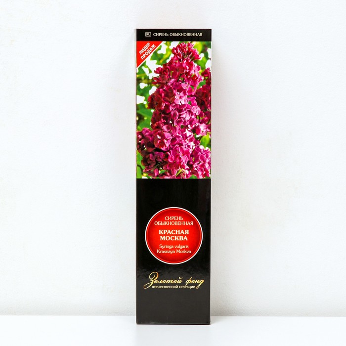 Сирень обыкновенная 