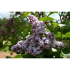 Сирень обыкновенная "Московский университет" 1 шт, туба, Весна 2023 7862828 - фото 8291396